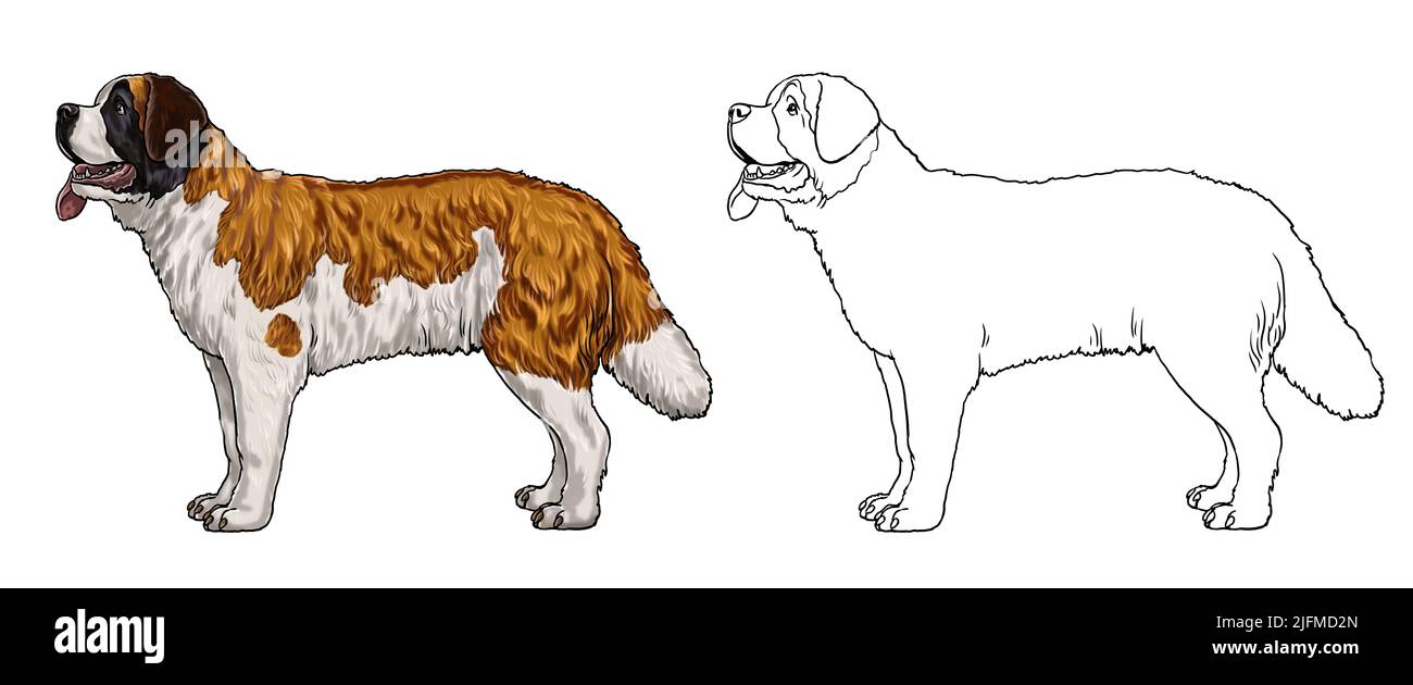 Le Saint Bernard - très grand chien de travail. Illustration isolée pour livre de coloriage. Banque D'Images