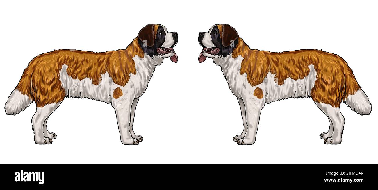 Le Saint Bernard - très grand chien de travail. Illustration isolée pour livre de coloriage. Banque D'Images