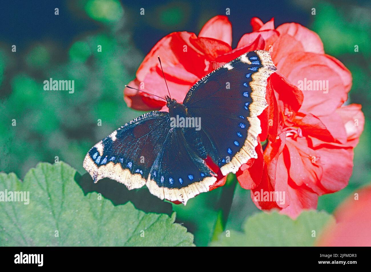 Camberwell Beauty (Nymphalis antiopa) d'Eurasie et d'Amérique du Nord. Un migrant rare au Royaume-Uni. Banque D'Images