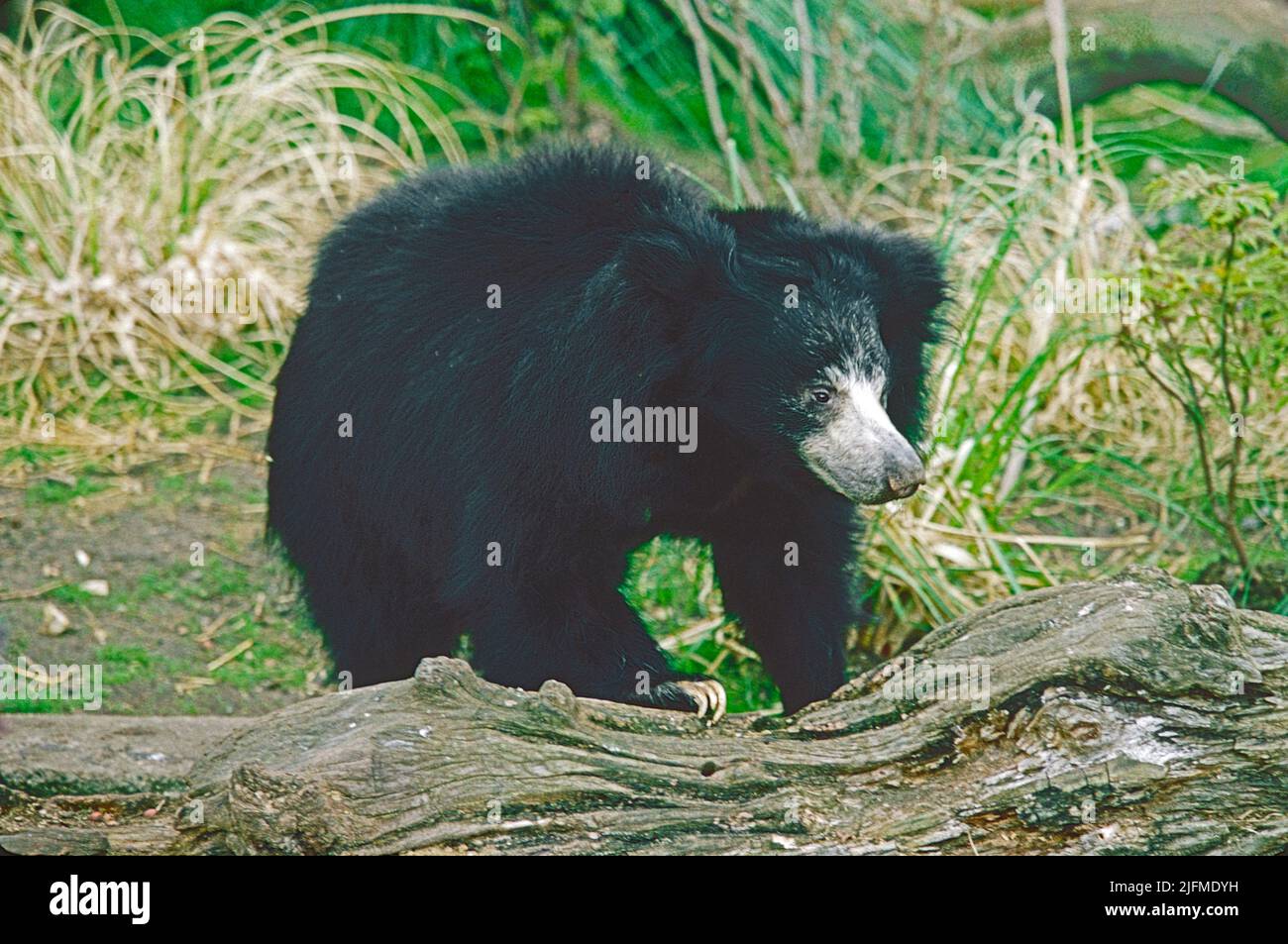 L'Ours de la Sloth (Melursus ursinus) du sous-continent indien. Répertorié comme vulnérable. Banque D'Images