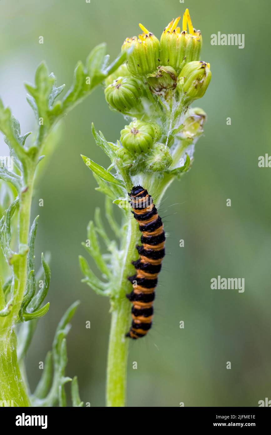 La larve rayée noire et orange (chenille), de la Cinabar Moth (Tyria — free download