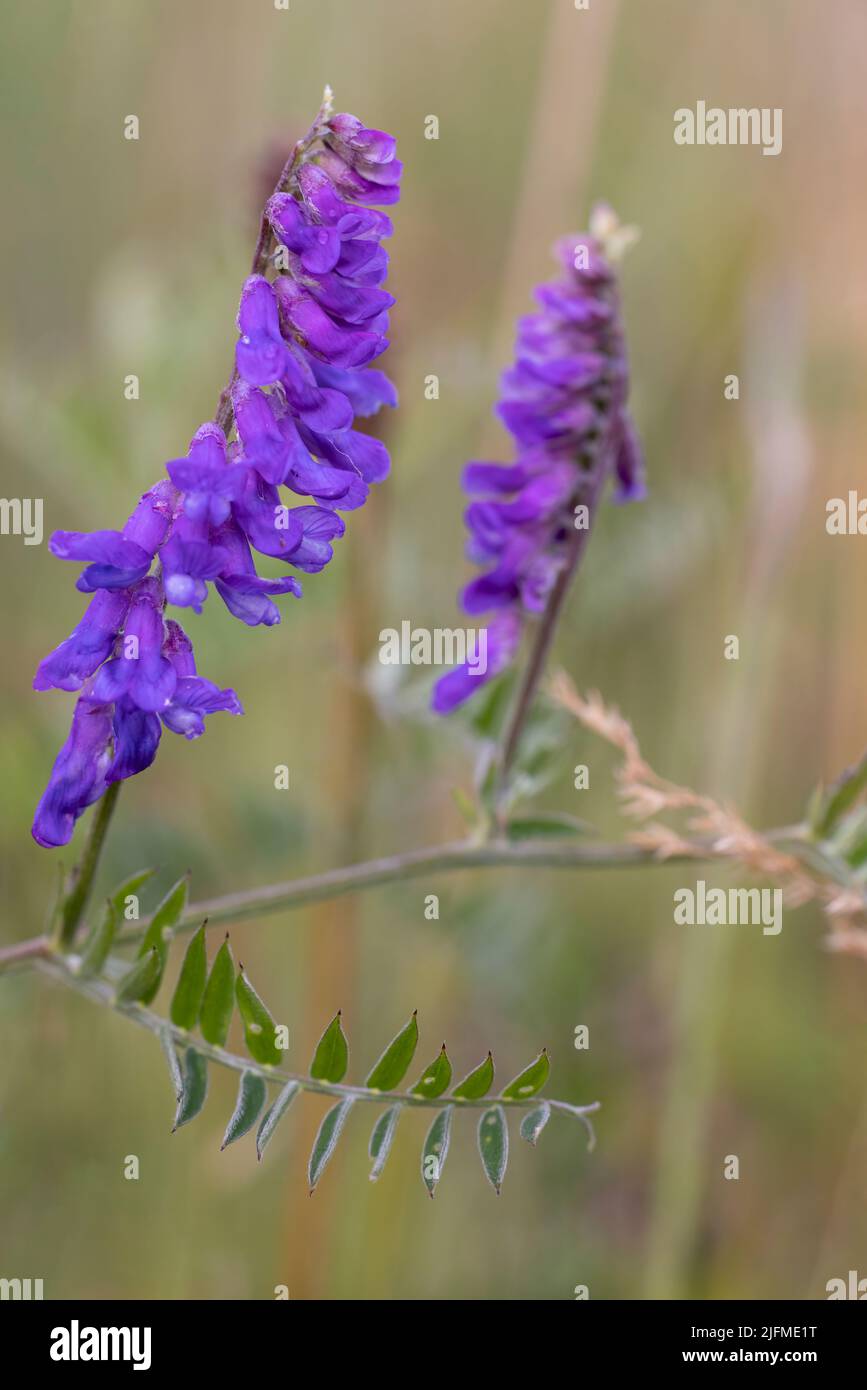 Les fleurs violettes distinctives de la vesce touffetée (Vicia cracca) Banque D'Images