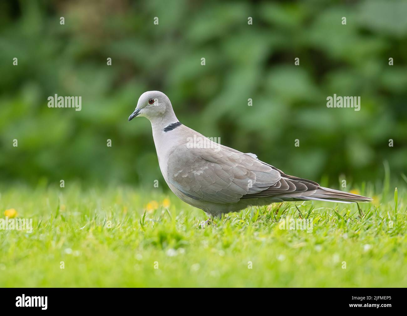 Un Dove de Collared, un visiteur régulier de jardin , se nourrissant dans un jardin dans Essex . ROYAUME-UNI . Banque D'Images