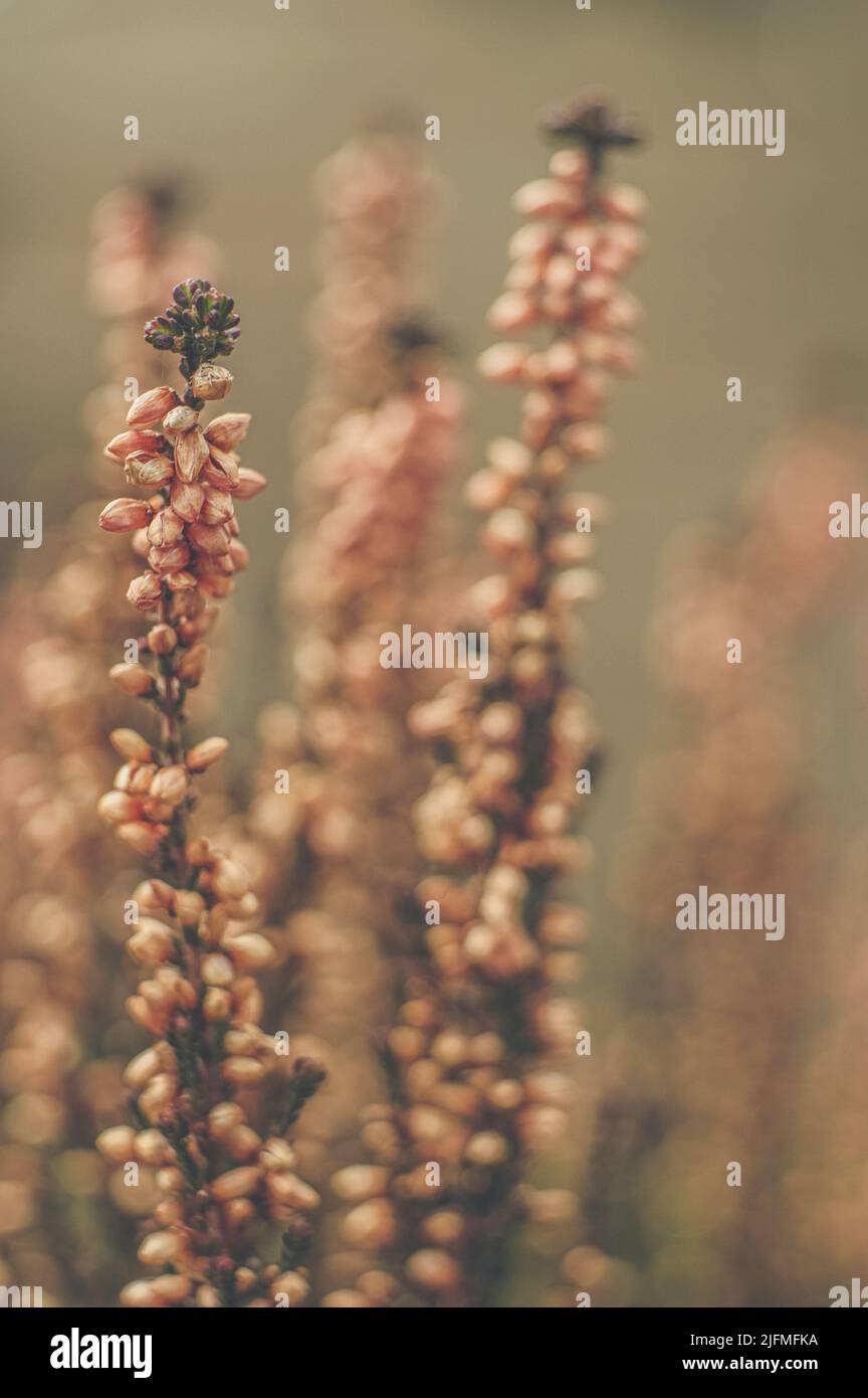 Un cliché sélectif de la plante pterospora avec un arrière-plan flou Banque D'Images