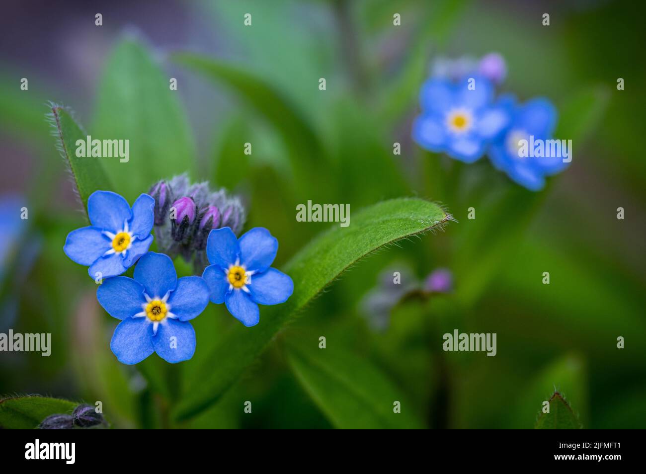 Un cliché sélectif des fleurs de myosotis sylvatica dans le jardin Banque D'Images