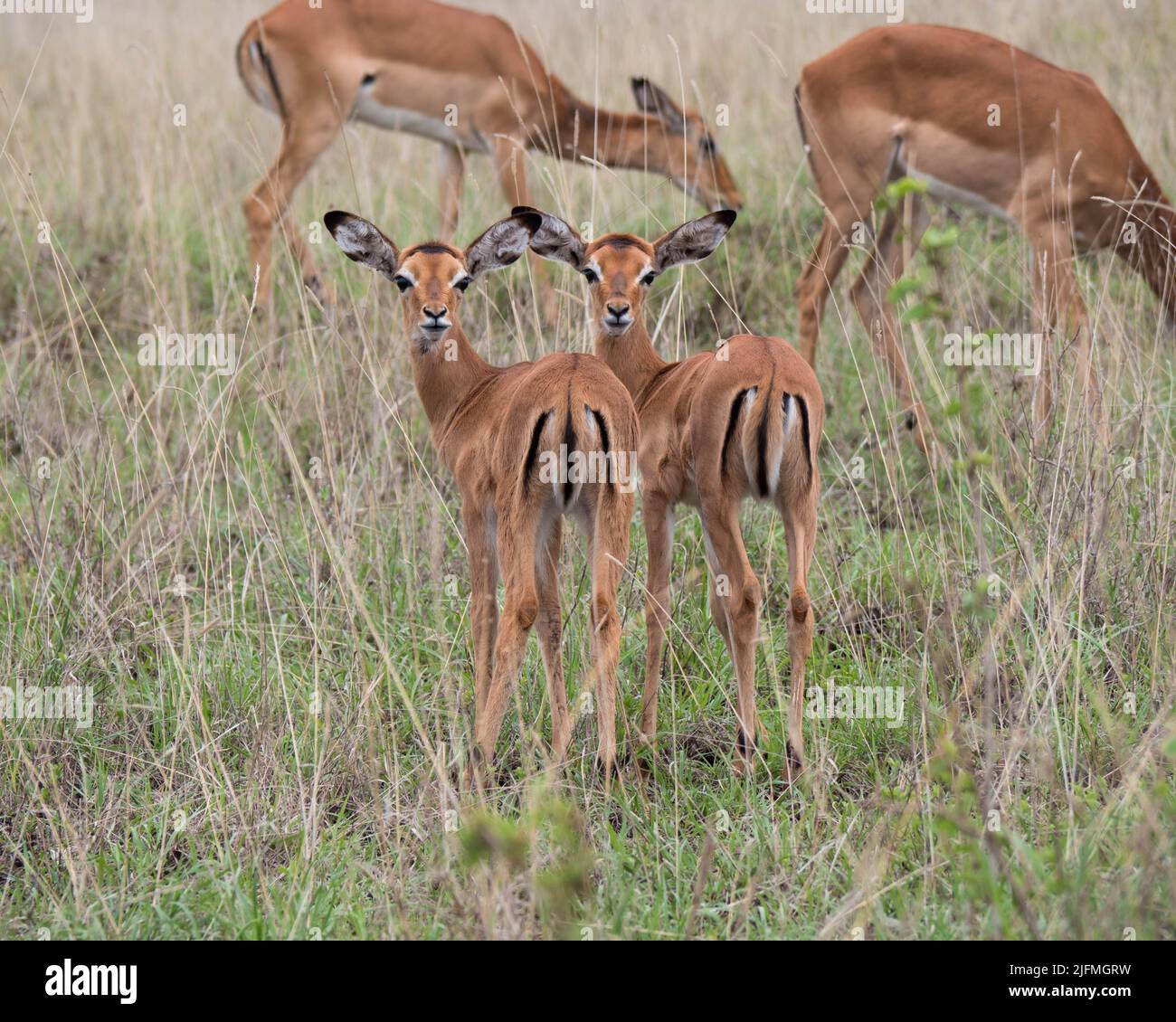 Bébé Antelope Banque D'Images