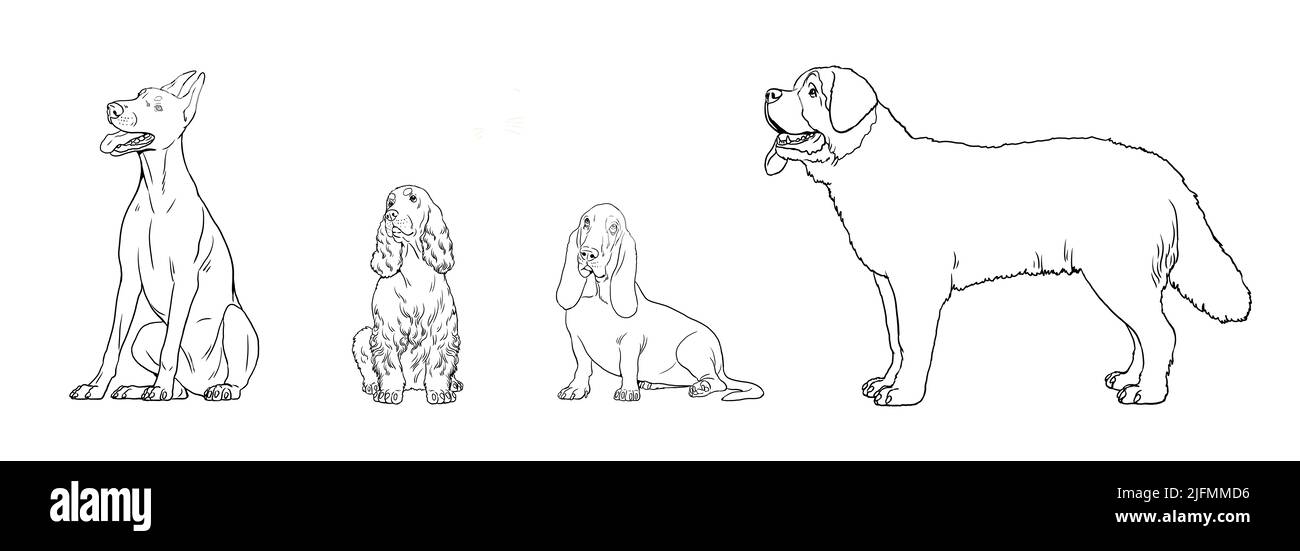 Races de chiens à colorier. Dessins isolés de Dobermann Pinscher, Saint Bernard, Basset Hound et Cocker Spaniel. Banque D'Images
