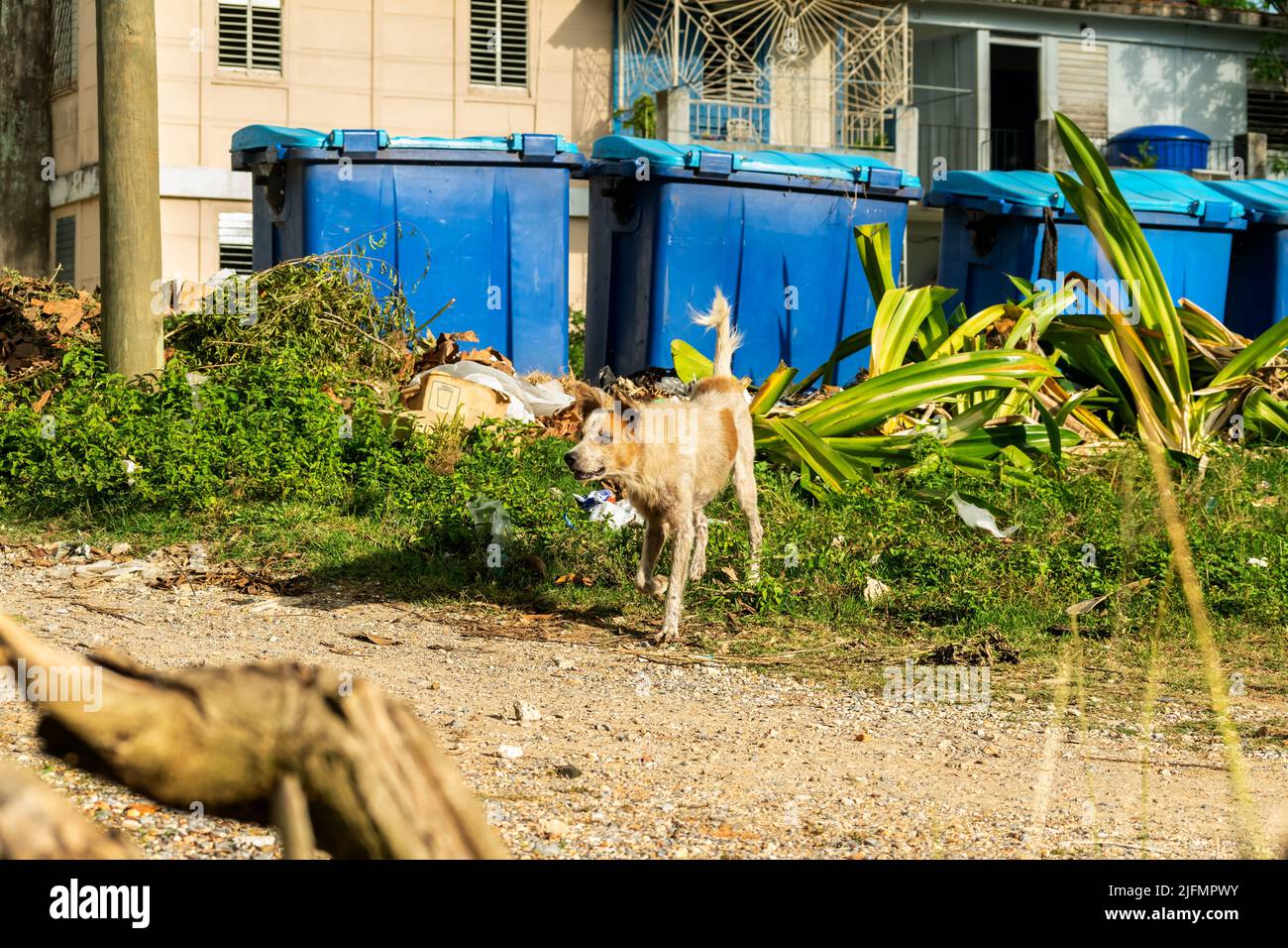 Un chien malade errant adulte se balade autour des conteneurs de déchets pendant un après-midi en été Banque D'Images