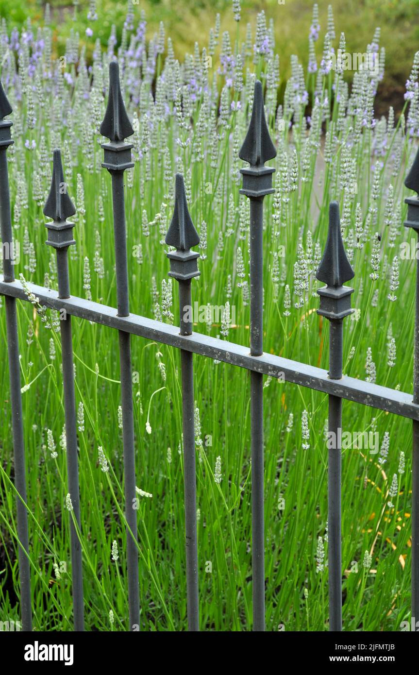 Clôture en fer à tige à côté du jardin de fleurs de lavande Banque D'Images