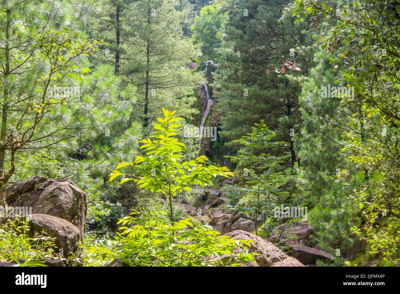 Une vue panoramique sur une forêt à Azad Cachemire, Pakistan Banque D'Images