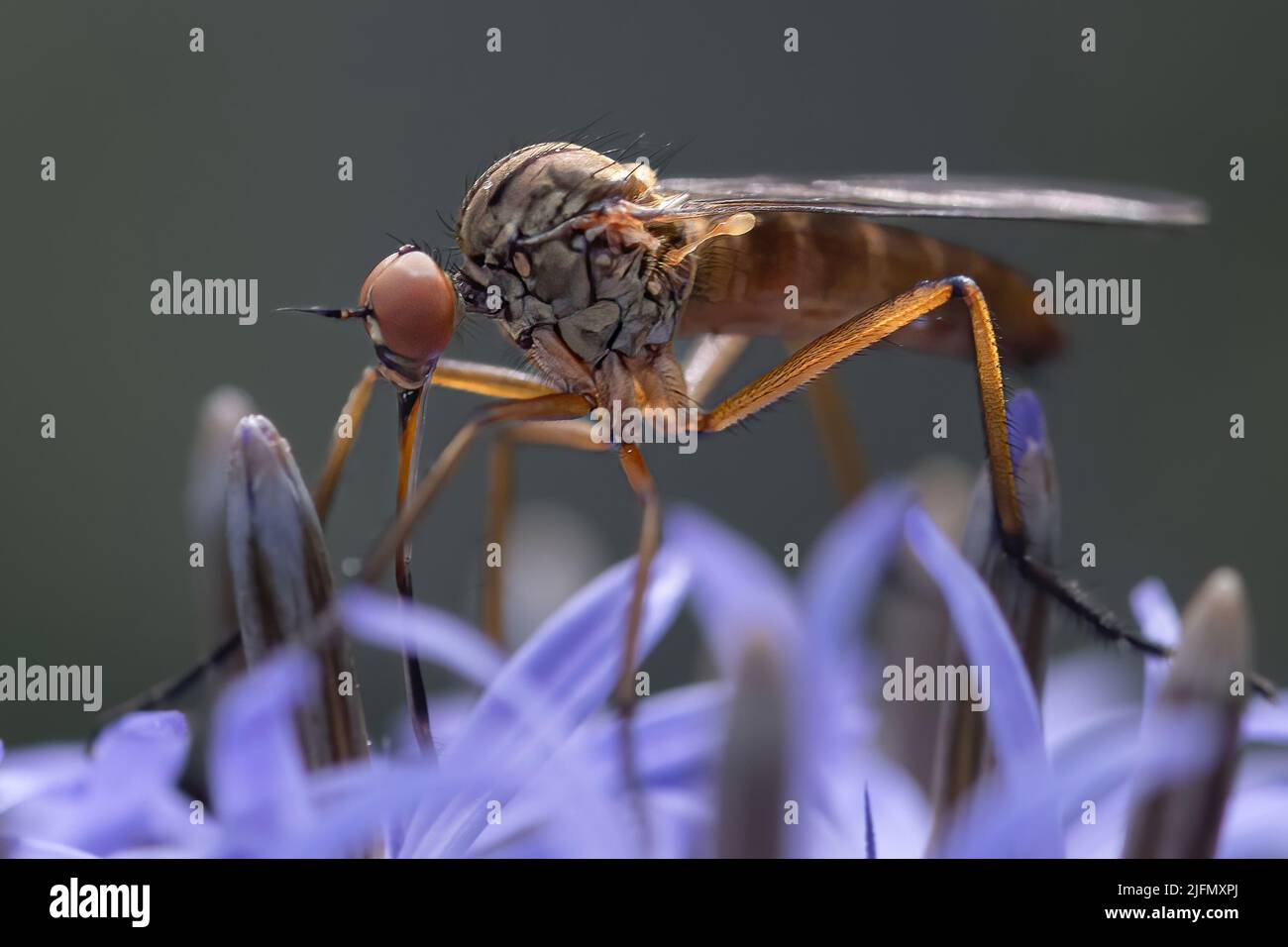 Sirops dans le jardin, insectes pollinisateurs Banque D'Images