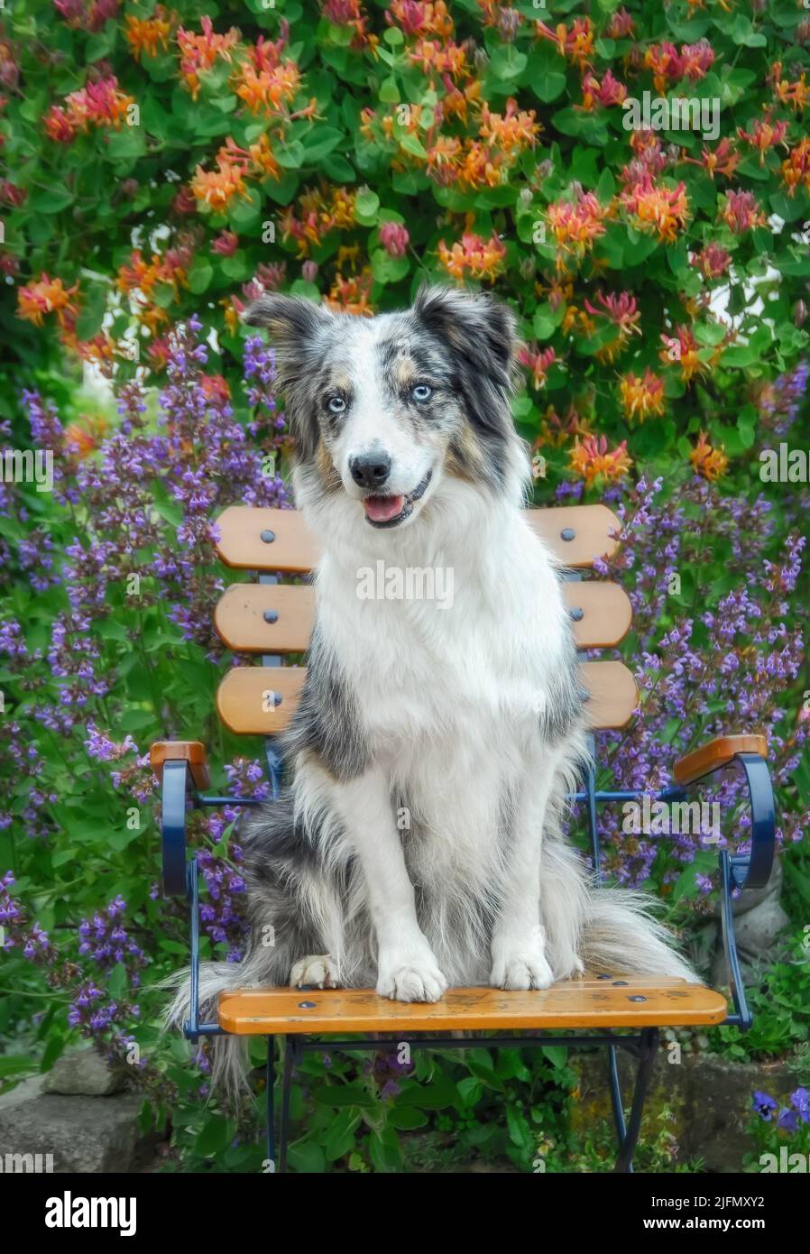 Joli chien Border Collie, bleu merle avec cuivre et blanc, assis attentivement sur une chaise dans un jardin fleuri Banque D'Images