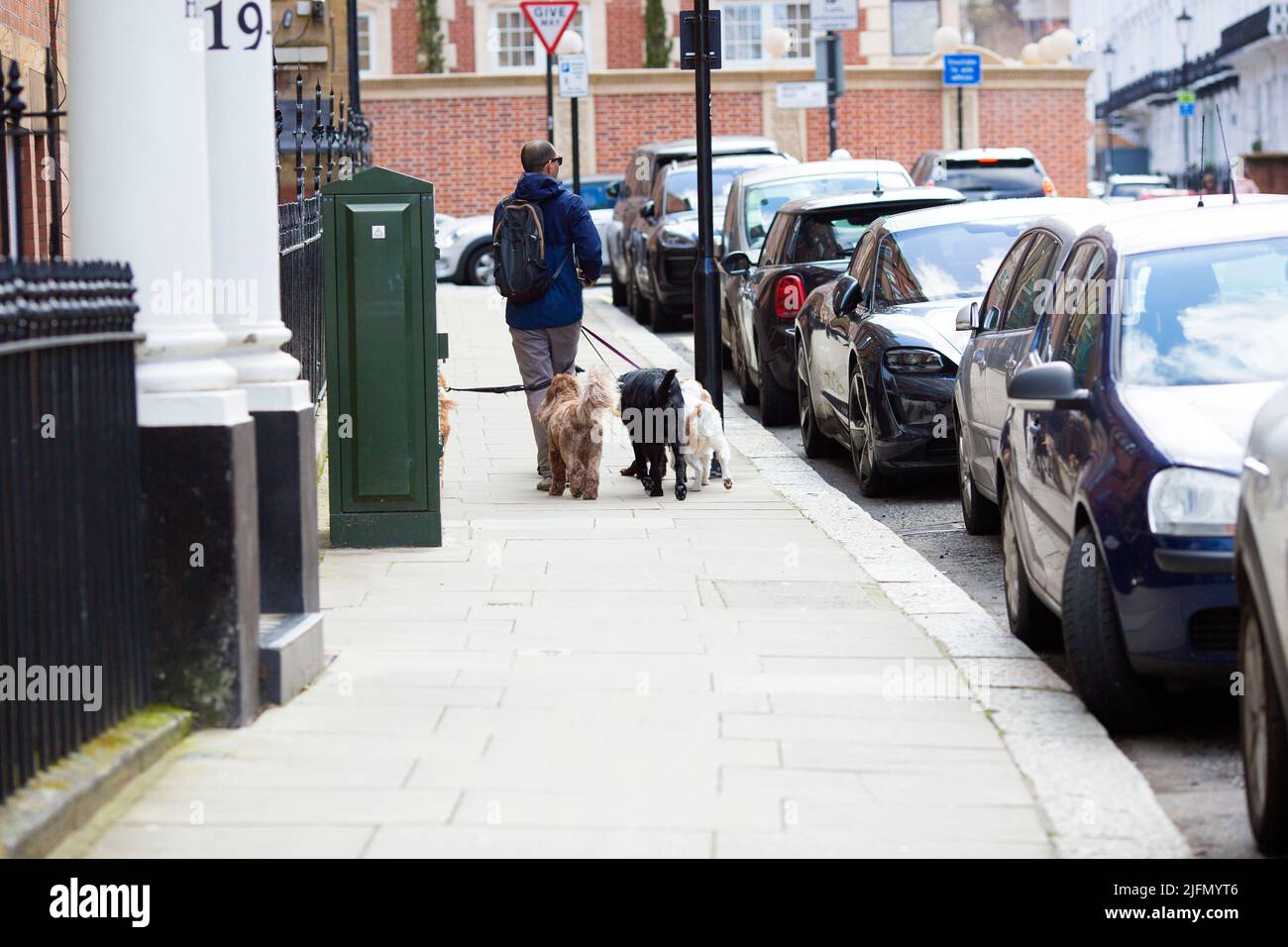 Une personne marche des chiens dans l'ouest de Londres. Banque D'Images