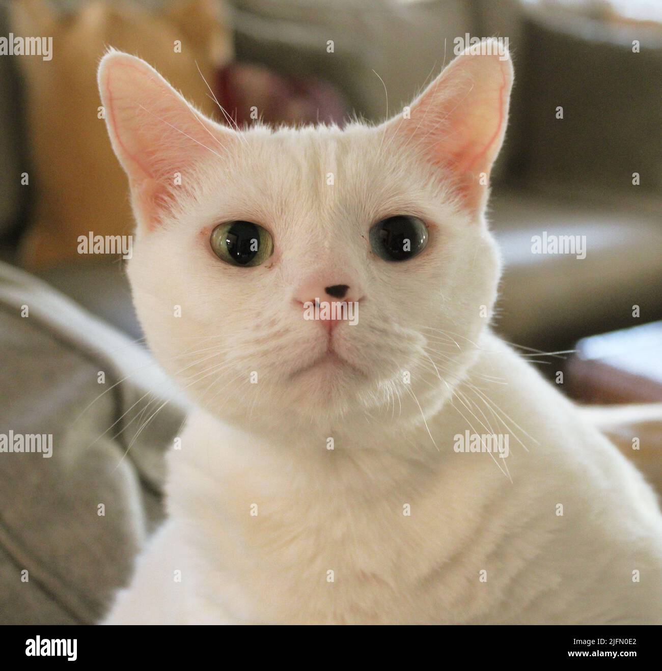 Un chat domestique blanc avec deux yeux de couleur différente Banque D'Images