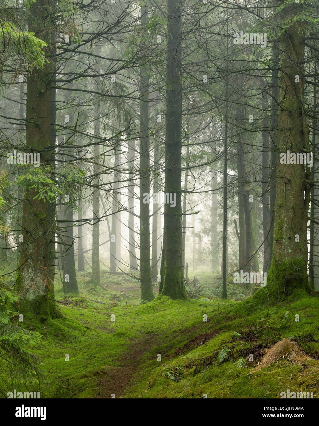 Une forêt de conifères brumeux à Stockhill Wood dans les Mendip Hills, Priddy, Somerset, Angleterre. Banque D'Images