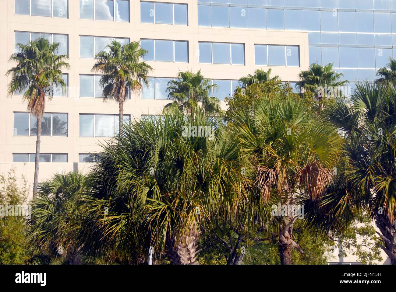 Palmiers dans le parc d'un hôtel, Miami, Floride, États-Unis avec hôtel en arrière-plan Banque D'Images