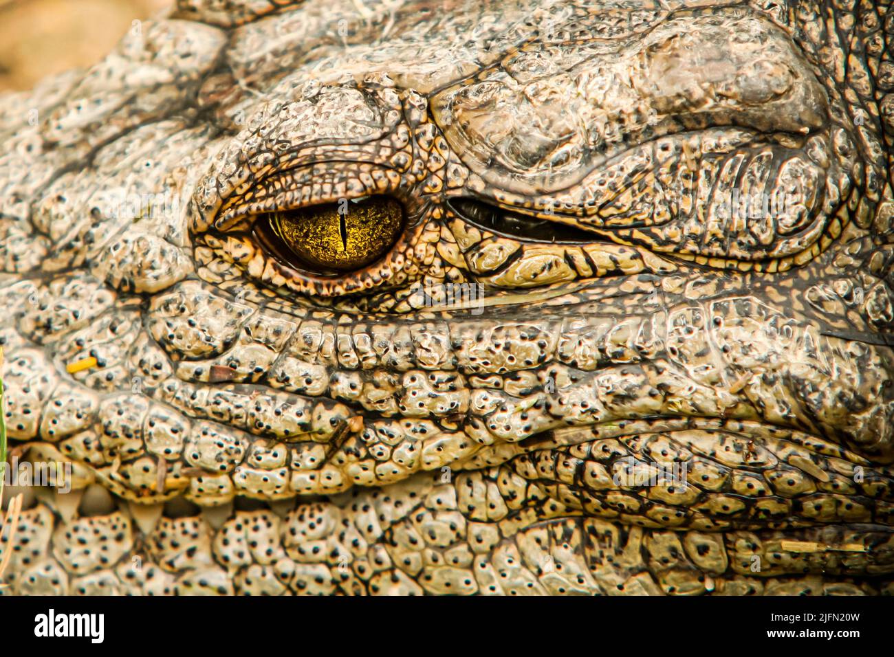 Un gros plan d'un crocodile du nil (Crocodylus niloticus) œil vert jaunâtre Banque D'Images Un gros plan d'un crocodile du nil (Crocodylus niloticus) œil vert jaunâtre Banque D'Images