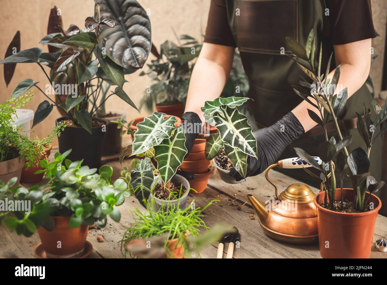 Jardinière féminine portant des gants de protection en caoutchouc noir et un tablier prenant soin du jardin à la maison ou de la boutique d'usine Banque D'Images