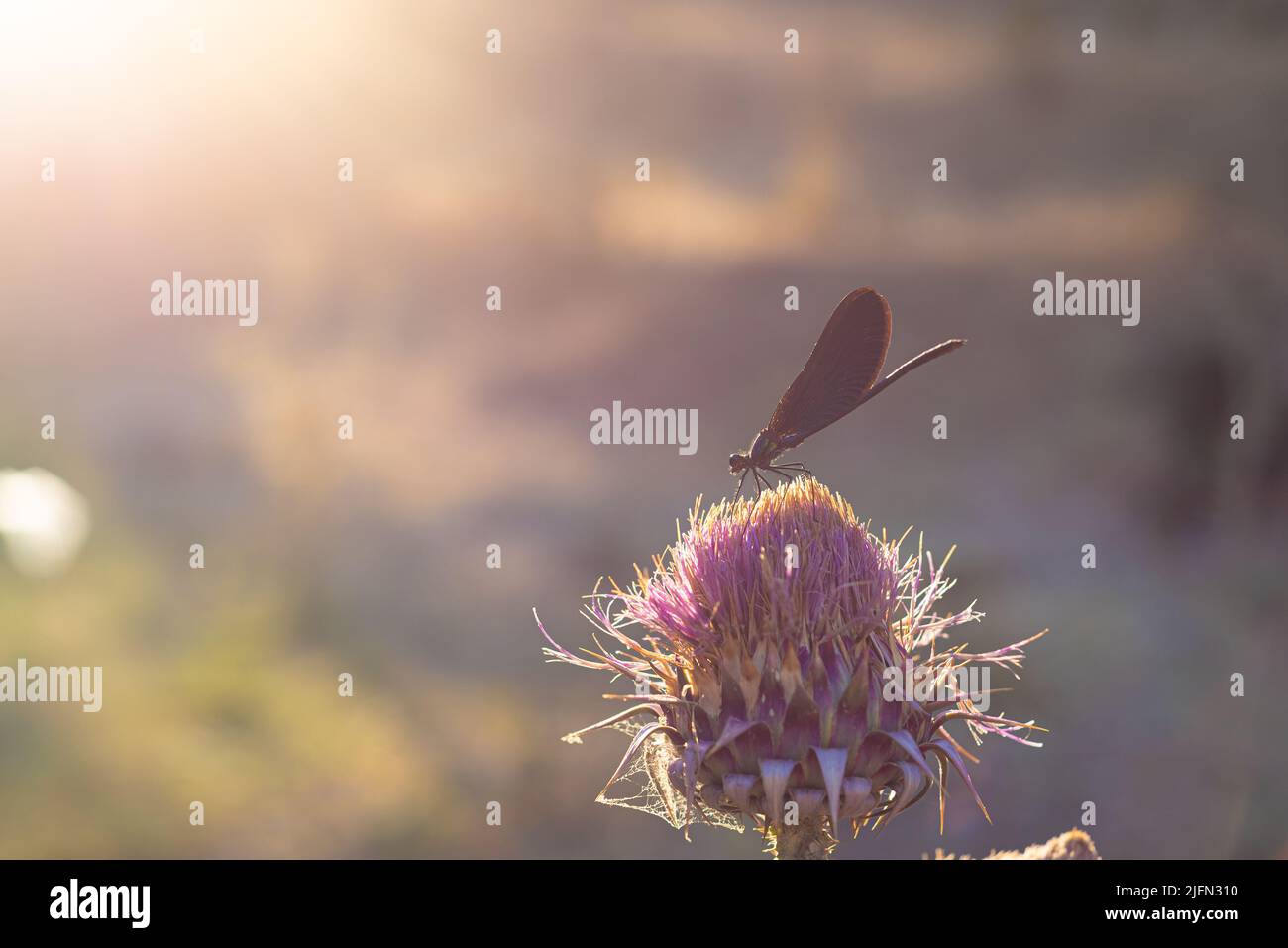 Belle Demoiselle (Calopteryx Virgo) sur le chardon de coton au coucher du soleil. Banque D'Images