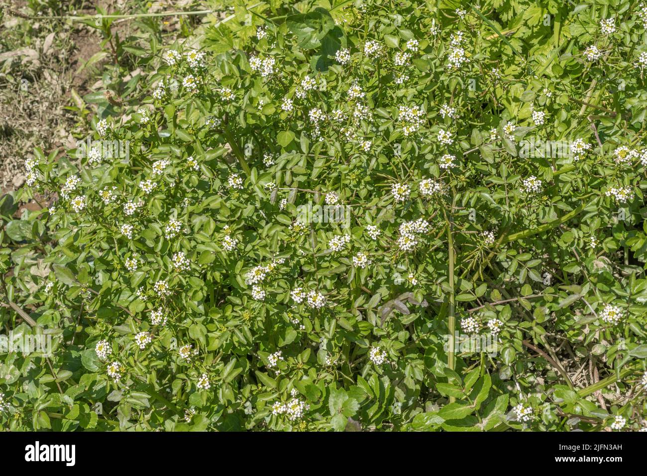 Grappes de fleurs blanches en forme de crucifère de quelque forme que ce soit de Watercress / Naturtium officinale, Rorippa nasturtium aquaticum [voir Notes] en cours d'exécution rapide H2O. Banque D'Images