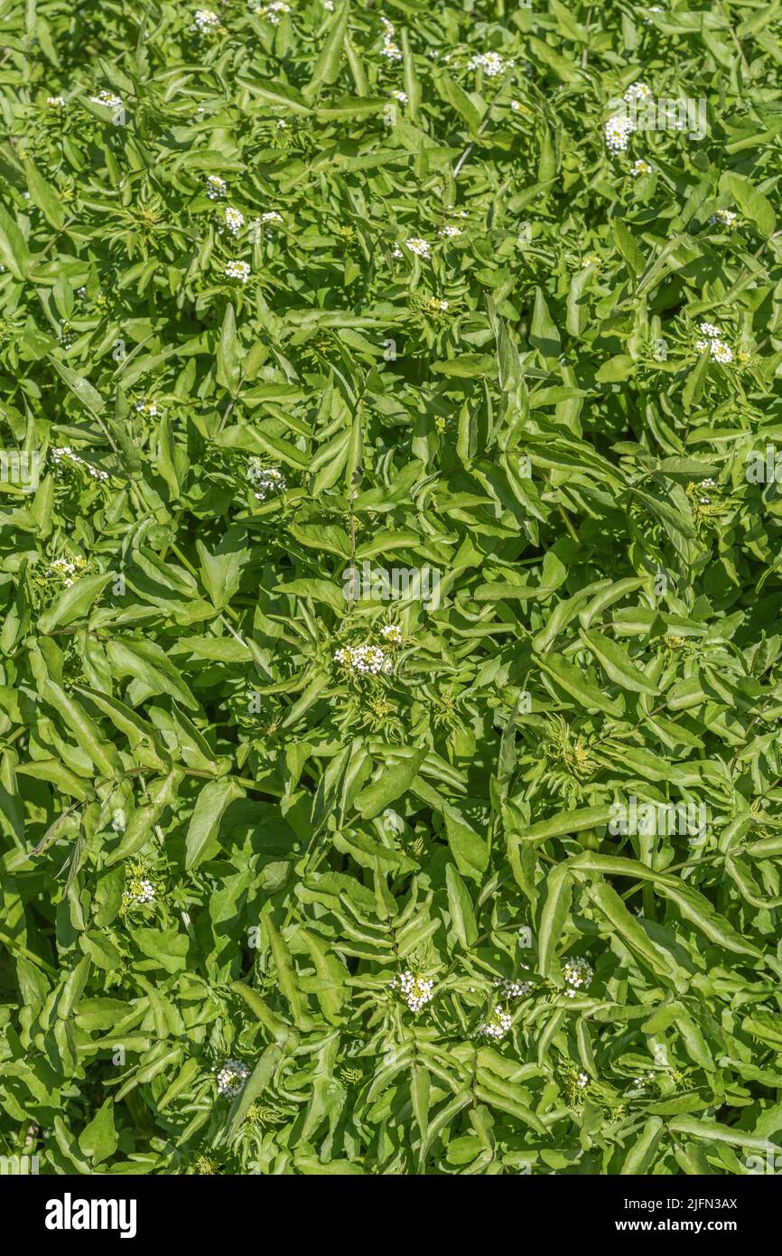 Grappes de fleurs blanches en forme de crucifère de quelque forme que ce soit de Watercress / Naturtium officinale, Rorippa nasturtium aquaticum [voir Notes] en cours d'exécution rapide H2O. Banque D'Images