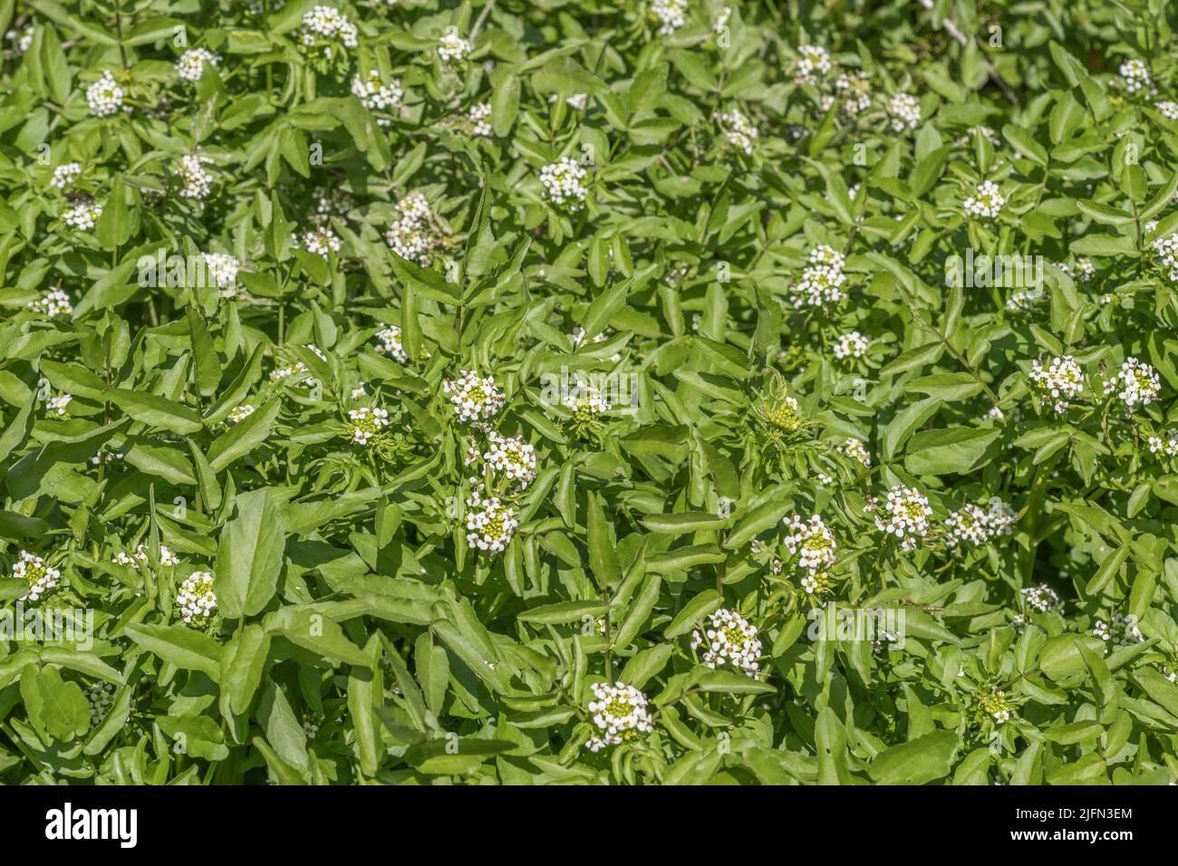 Grappes de fleurs blanches en forme de crucifère de quelque forme que ce soit de Watercress / Naturtium officinale, Rorippa nasturtium aquaticum [voir Notes] en cours d'exécution rapide H2O. Banque D'Images