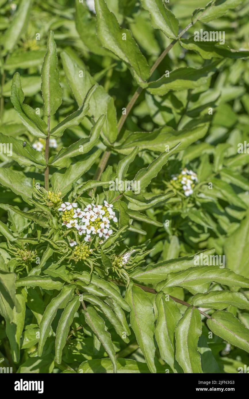 Grappes de fleurs blanches en forme de crucifère de quelque forme que ce soit de Watercress / Naturtium officinale, Rorippa nasturtium aquaticum [voir Notes] en cours d'exécution rapide H2O. Banque D'Images
