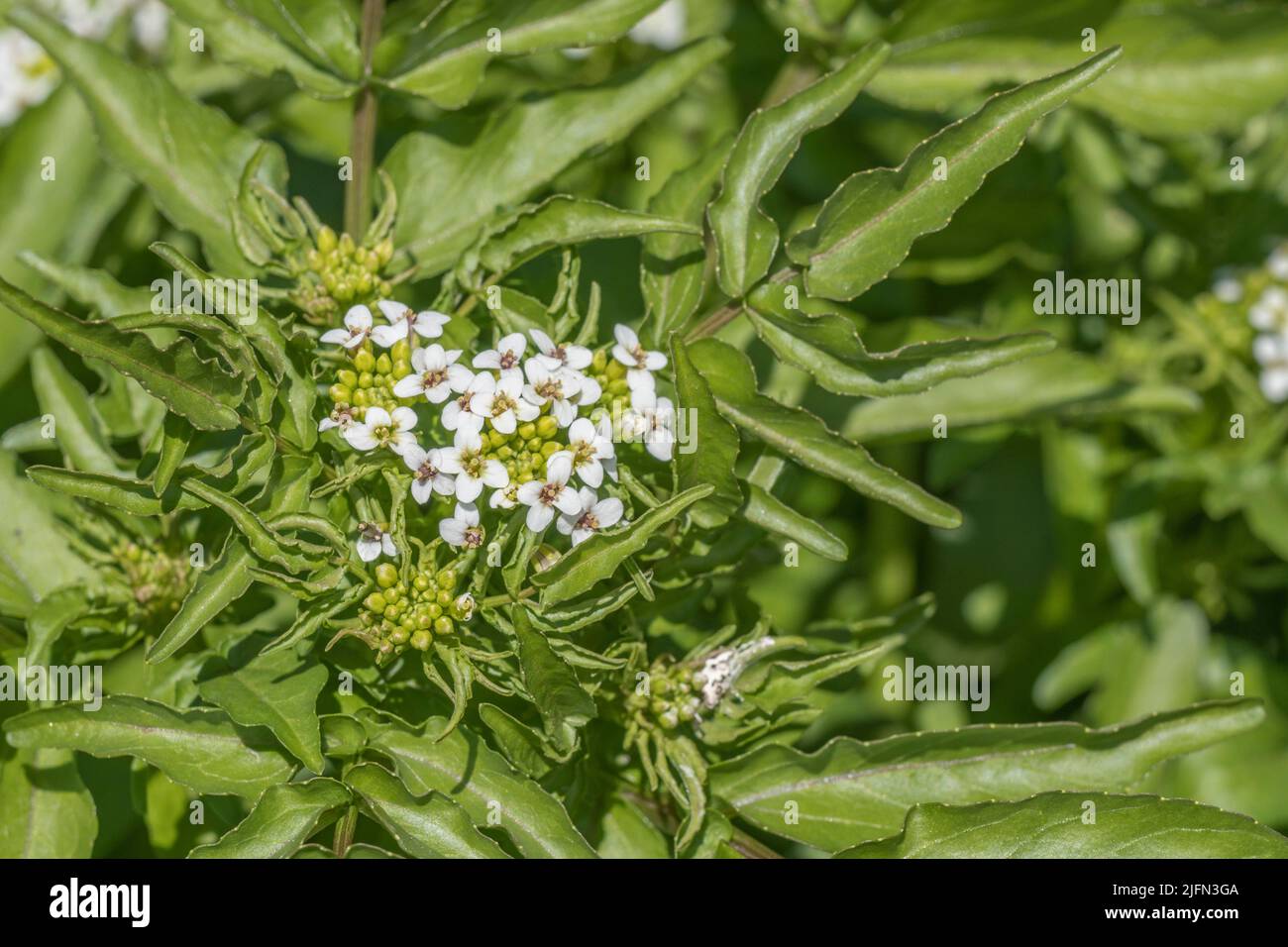 Grappes de fleurs blanches en forme de crucifère de quelque forme que ce soit de Watercress / Naturtium officinale, Rorippa nasturtium aquaticum [voir Notes] en cours d'exécution rapide H2O. Banque D'Images