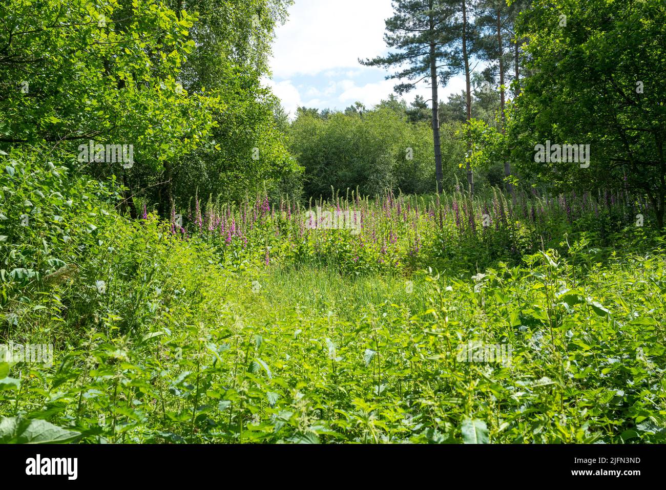 Groupe de jolis rengants digitalis purpurea dans un défrichement dans la forêt verte en été Banque D'Images