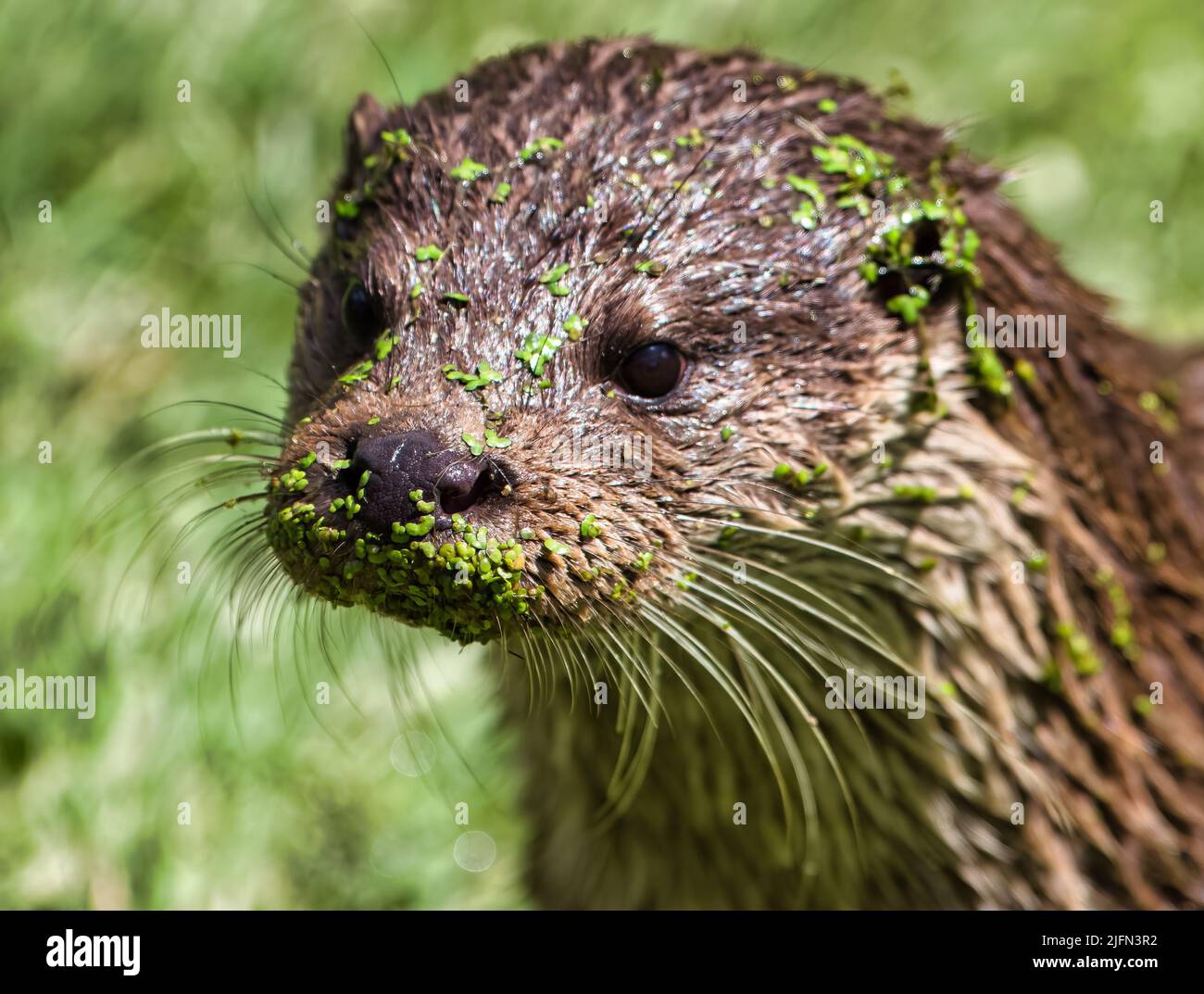 Une loutre mâle avec des algues sur son visage après une baignade Banque D'Images