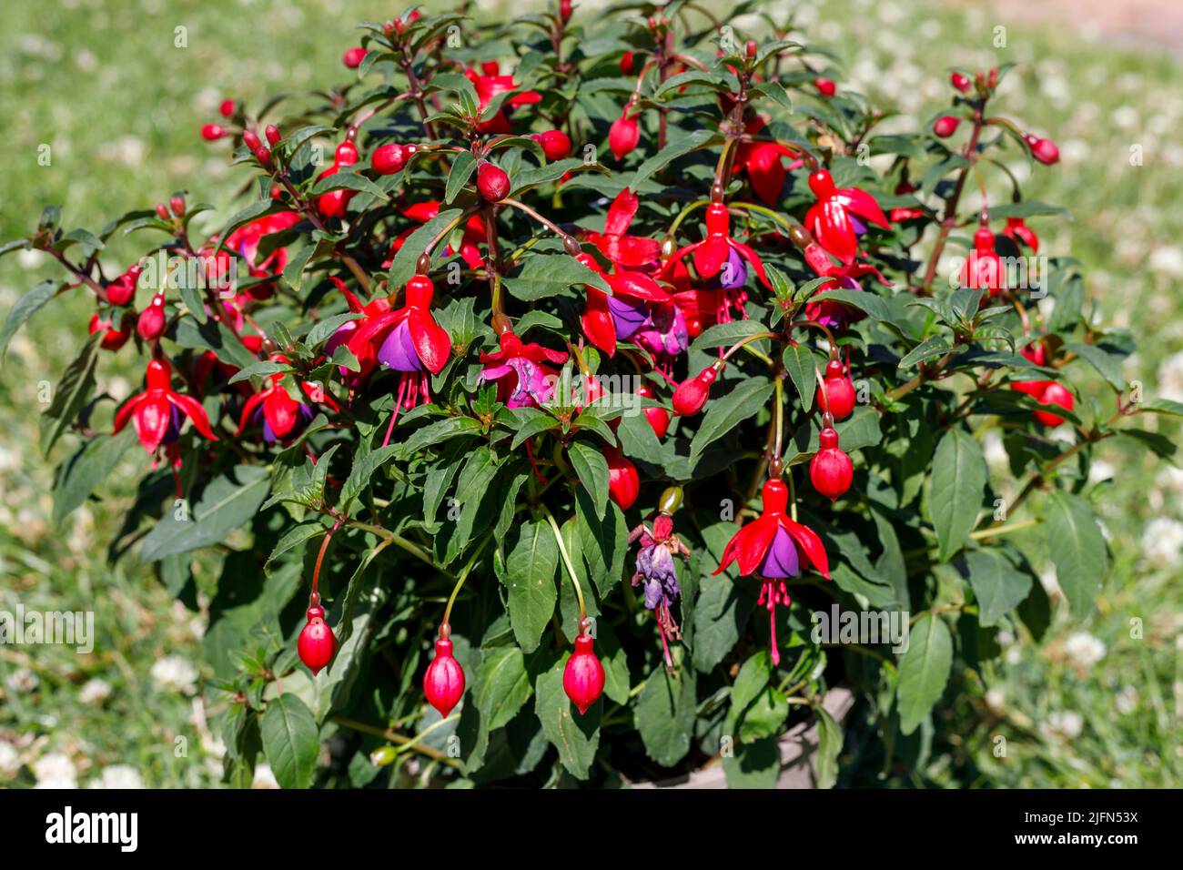 Fuchsia Rouge Bleu. Plante vivace produisant des fleurs colorées. Banque D'Images Fuchsia Rouge Bleu. Plante vivace produisant des fleurs colorées. Banque D'Images