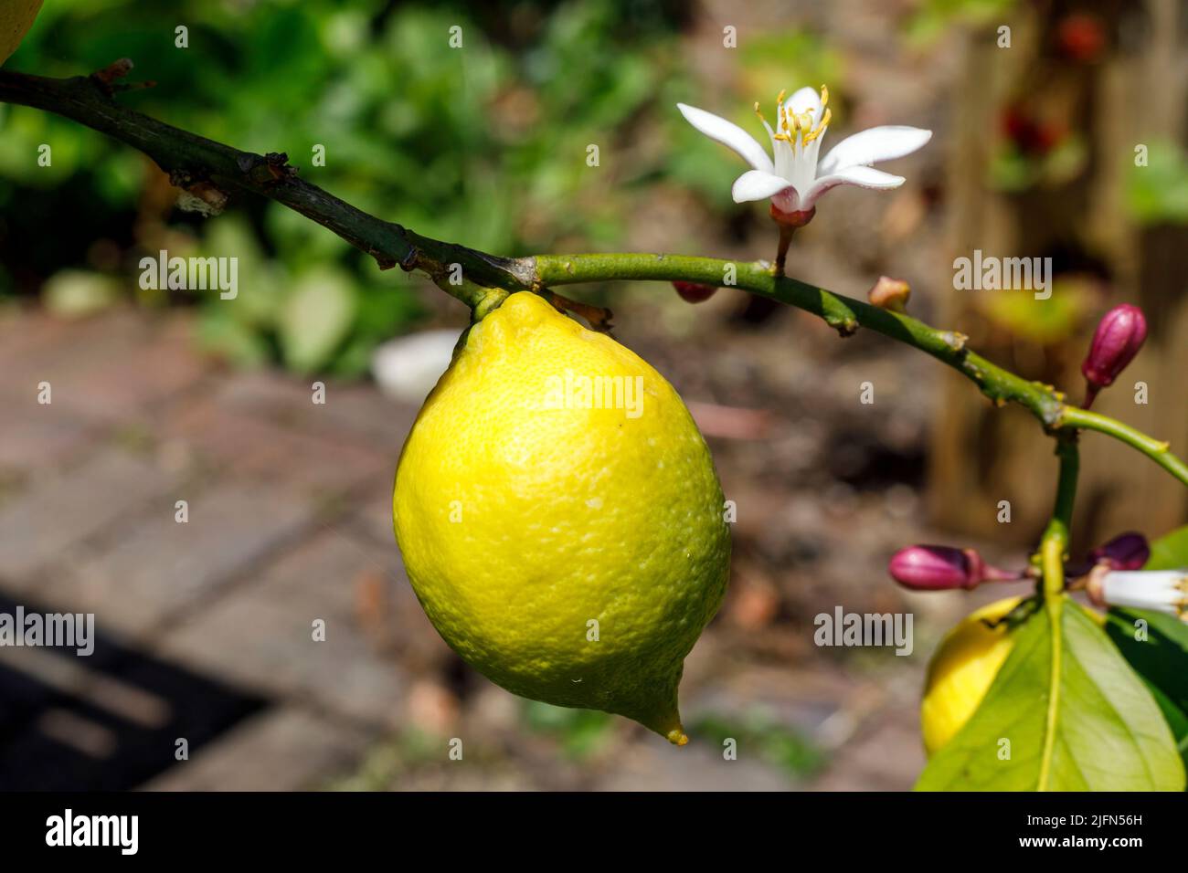 Citron frais et fleur poussant sur un citronnier. Espèce citron 4 saisons. Banque D'Images Citron frais et fleur poussant sur un citronnier. Espèce citron 4 saisons. Banque D'Images