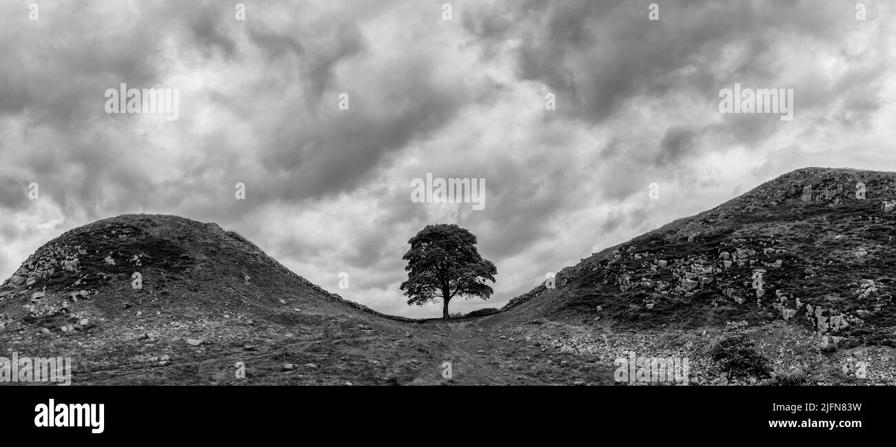 Une vue en noir et blanc du point de repère Sycamore Gap sur le mur d'Hadrien dans le nord de l'Angleterre Banque D'Images