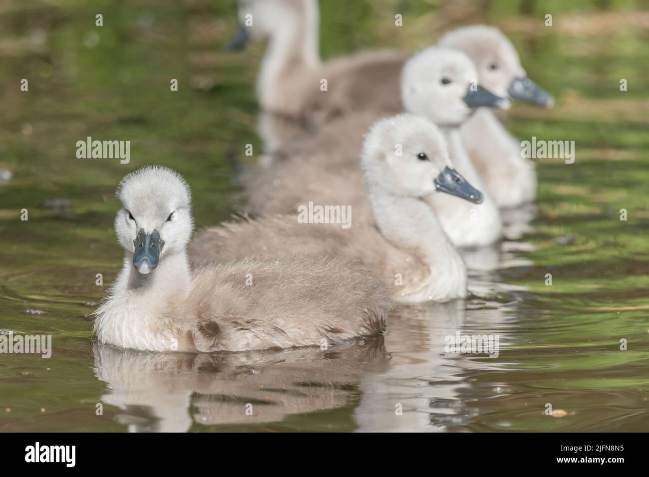 Muets de cygne (Cygnus olor) nageant dans une rivière au printemps. Alsace, France. Banque D'Images