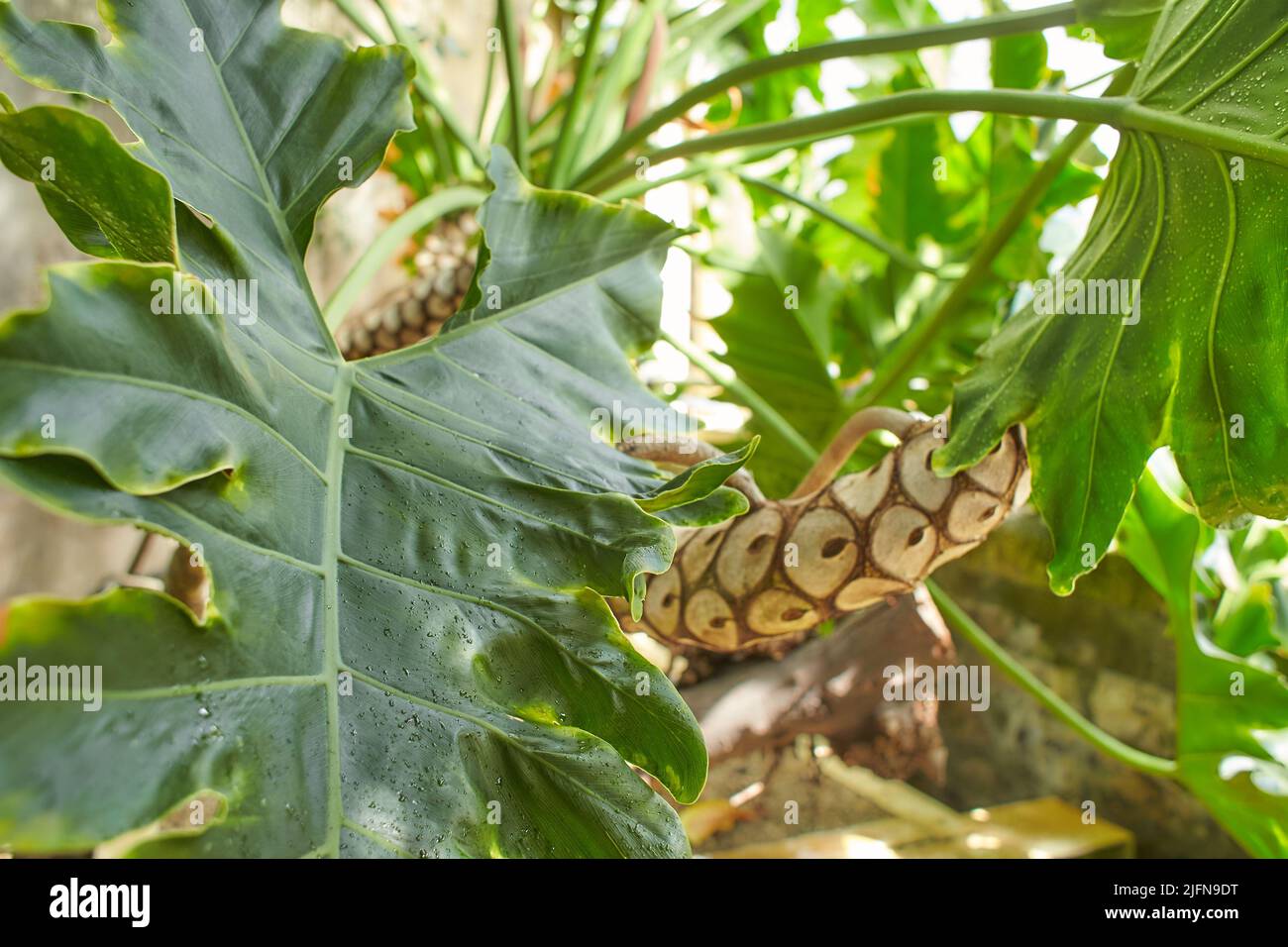 Arbre Philodendron, Philodendron bipinnatifidum notabile à Dublin, Irlande. Banque D'Images