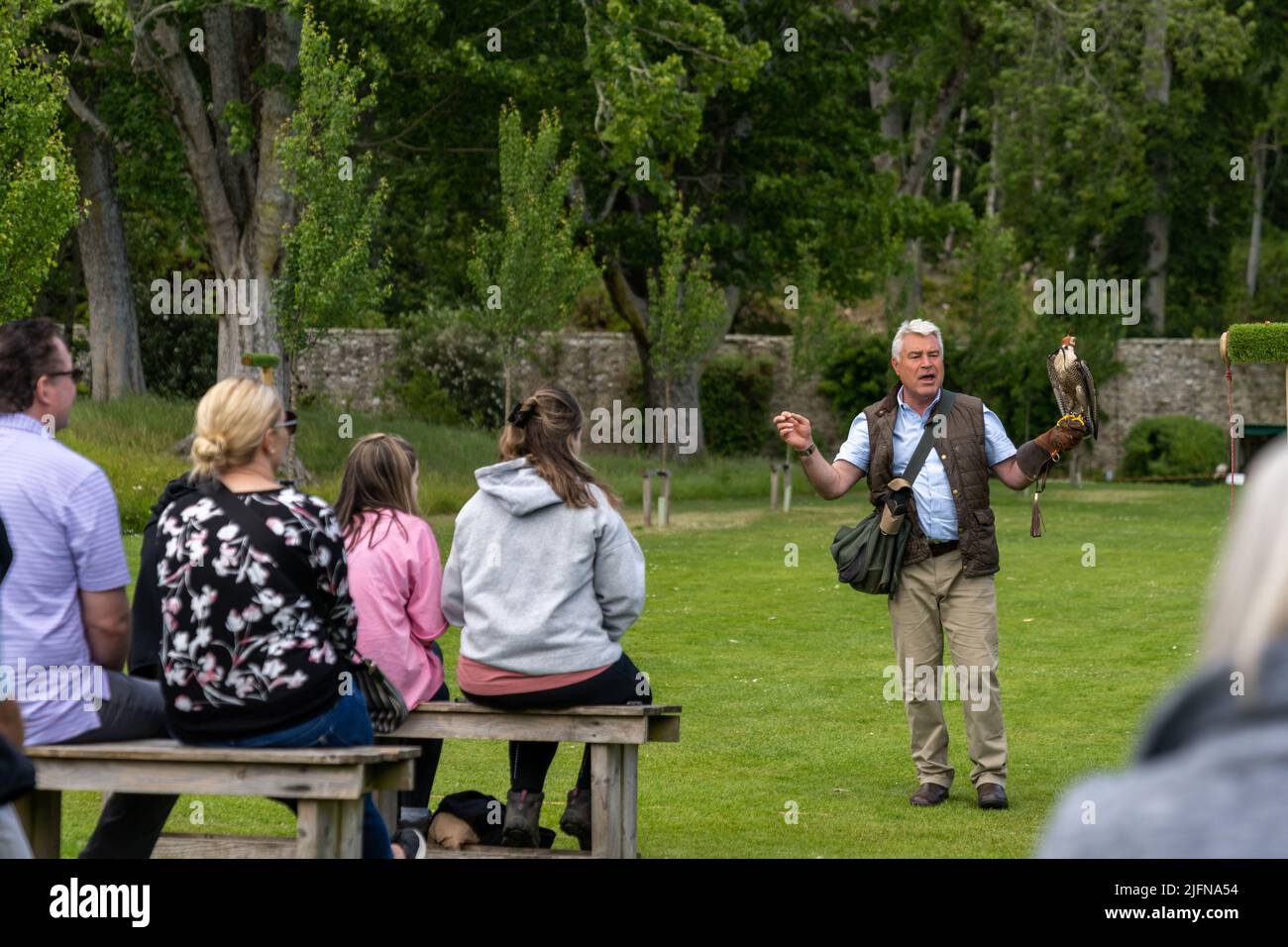 Golspie, Royaume-Uni - 25 juin 2022 : falconer et falconer pèlerin lors d'un spectacle dans les jardins du château de Dunrobin Banque D'Images