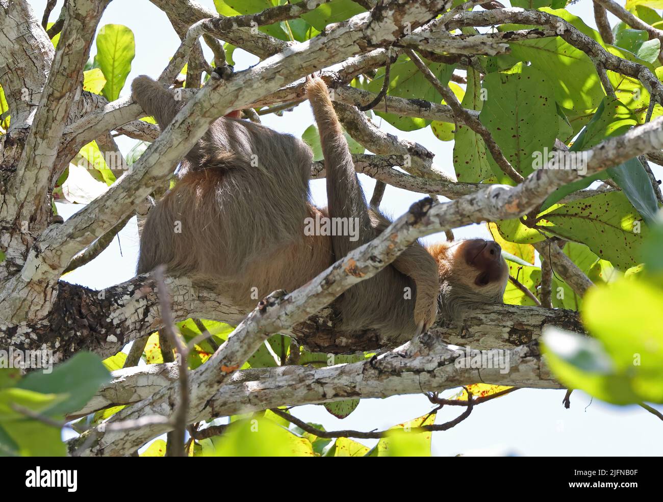 Sloth à deux doigts de Hoffmann (Choloepus hoffmanni hoffmanni) adulte dormant dans l'arbre Costa Rica Mars Banque D'Images