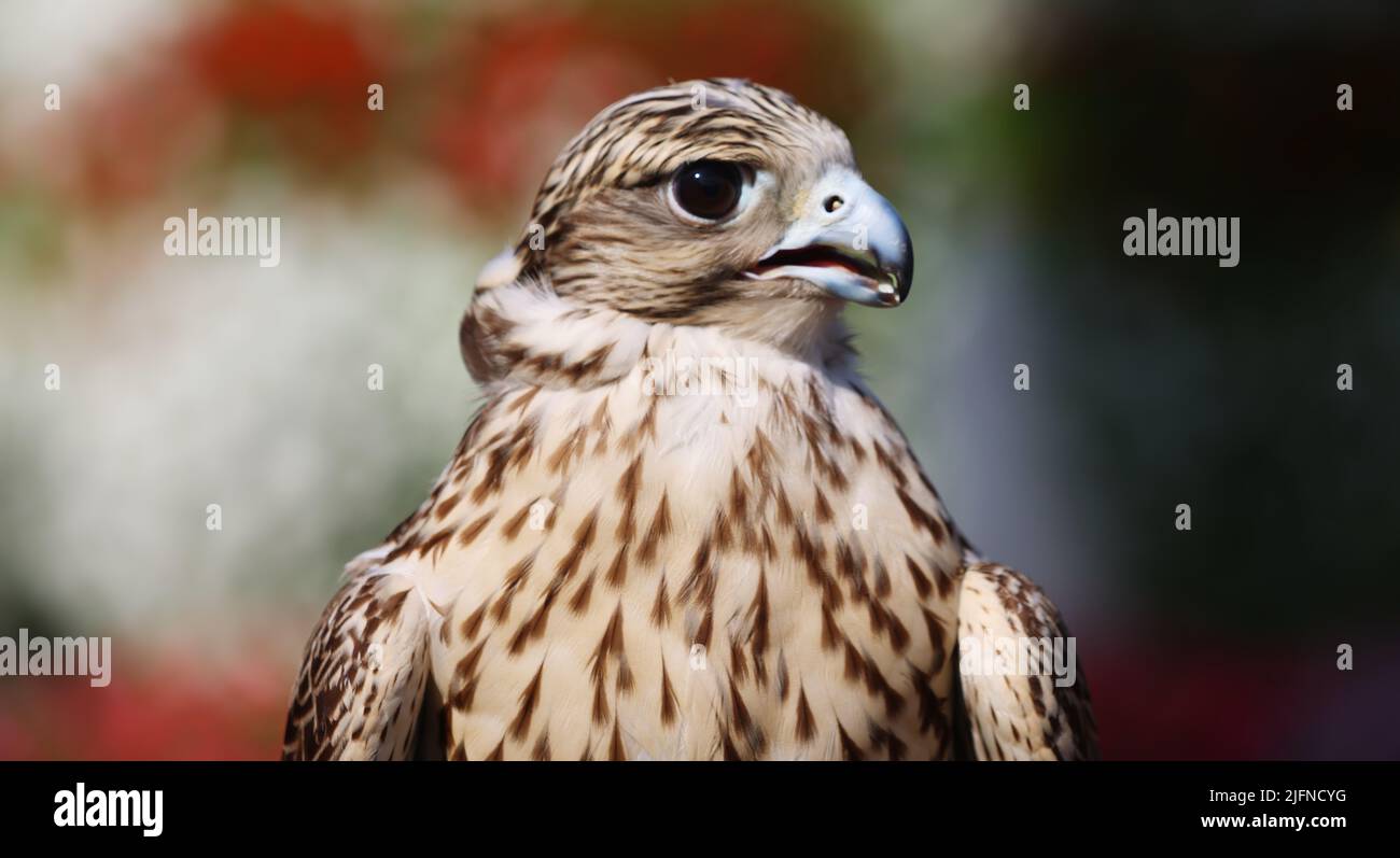 Greifvogel, Dubaï, Falke, Dubaï Falke, schönes Porträt von einem Falken im Miracle Garden à Dubaï Banque D'Images