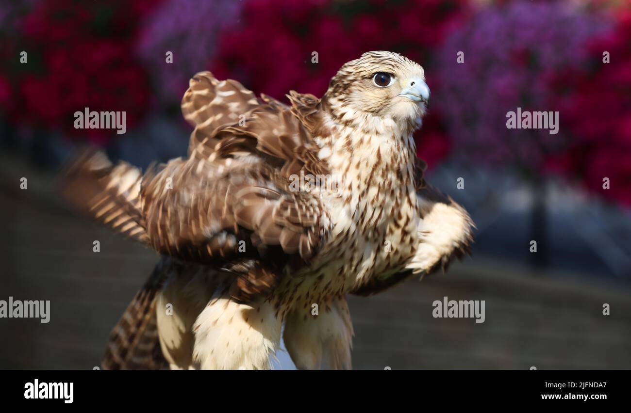 Greifvogel, Dubaï, Falke, Dubaï Falke, schönes Porträt von einem Falken im Miracle Garden à Dubaï Banque D'Images