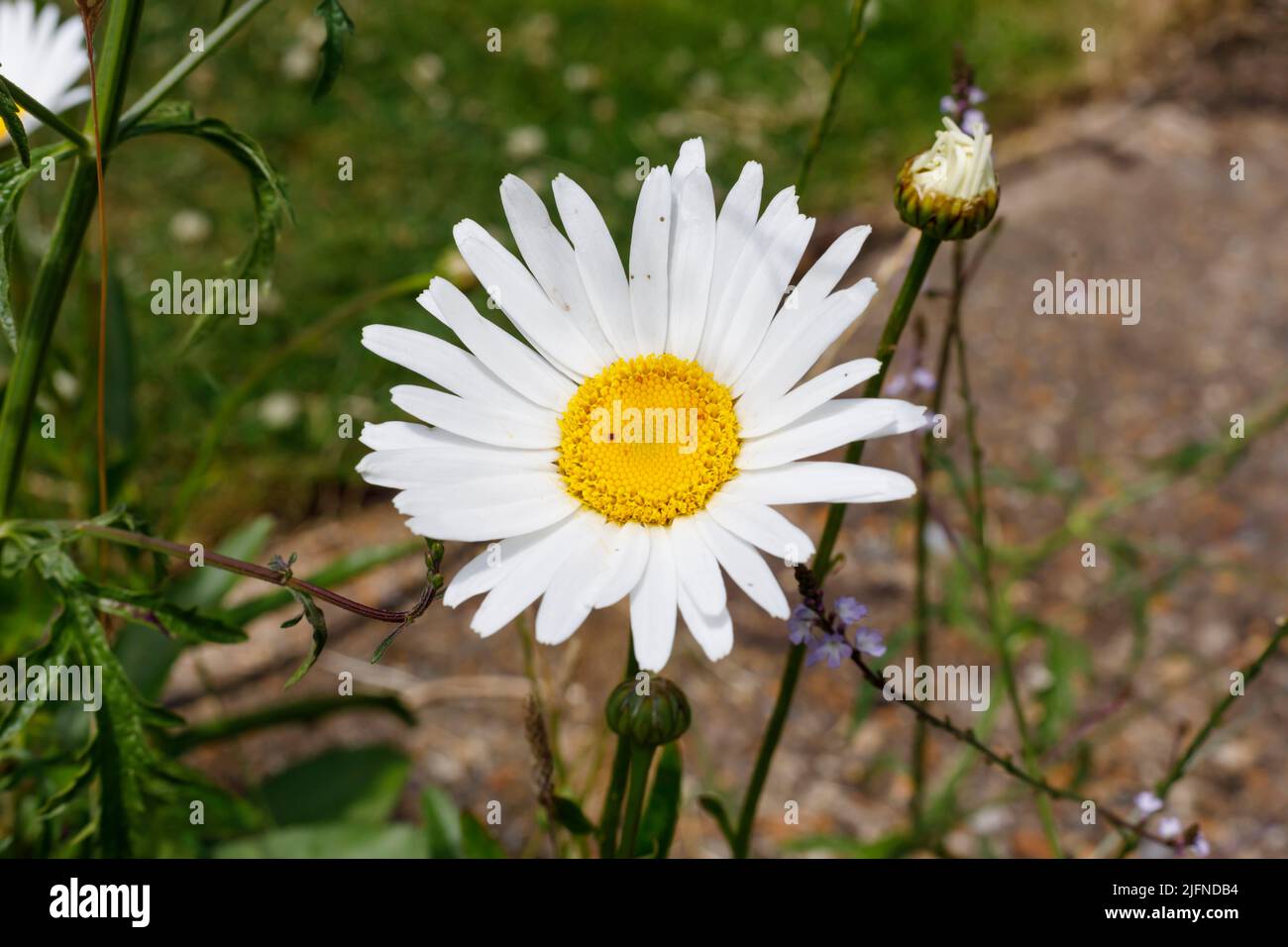 Pâquerettes blanches dans un jardin de campagne anglais pendant l'été Banque D'Images Pâquerettes blanches dans un jardin de campagne anglais pendant l'été Banque D'Images