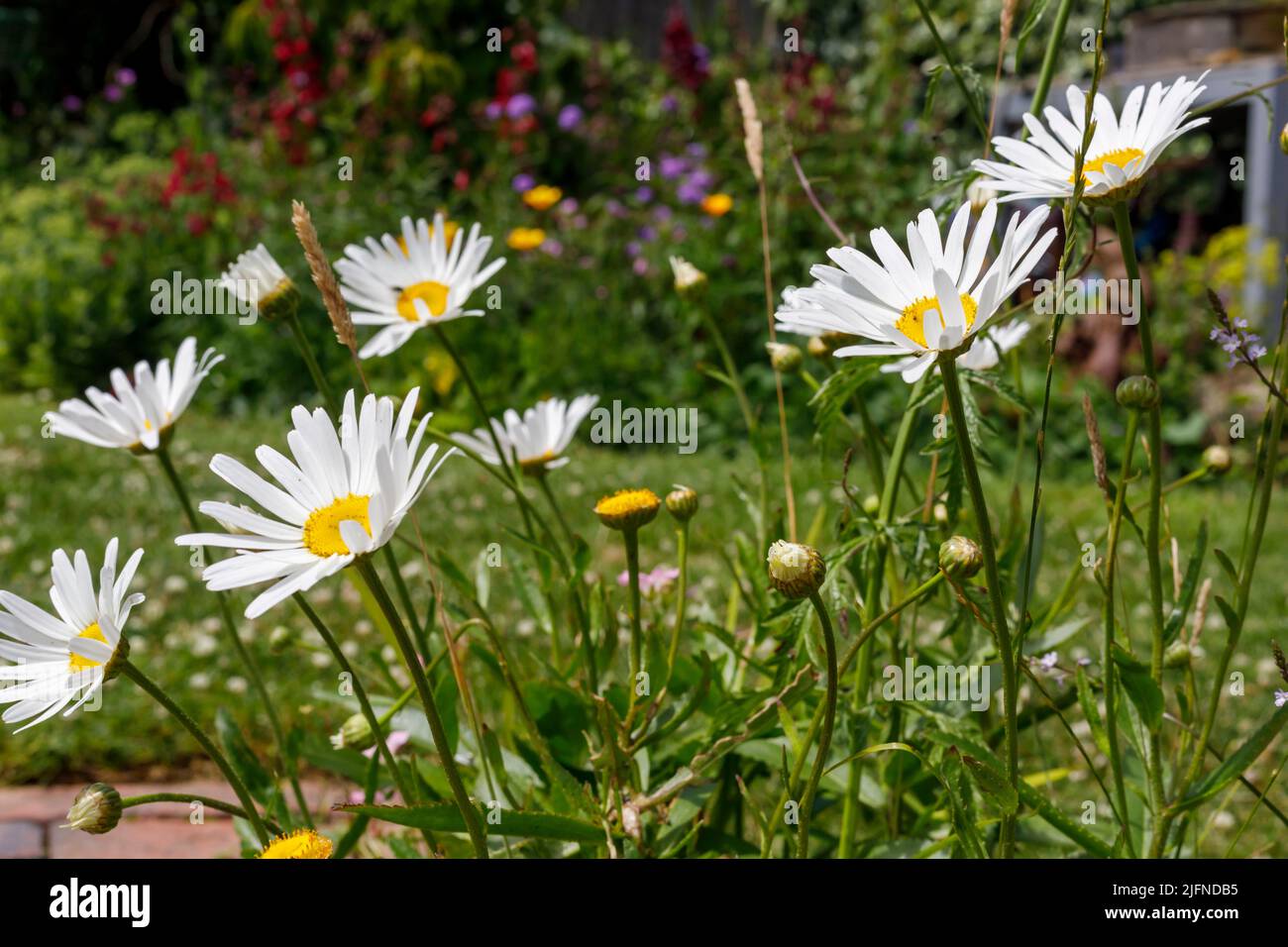 Pâquerettes blanches dans un jardin de campagne anglais pendant l'été Banque D'Images Pâquerettes blanches dans un jardin de campagne anglais pendant l'été Banque D'Images