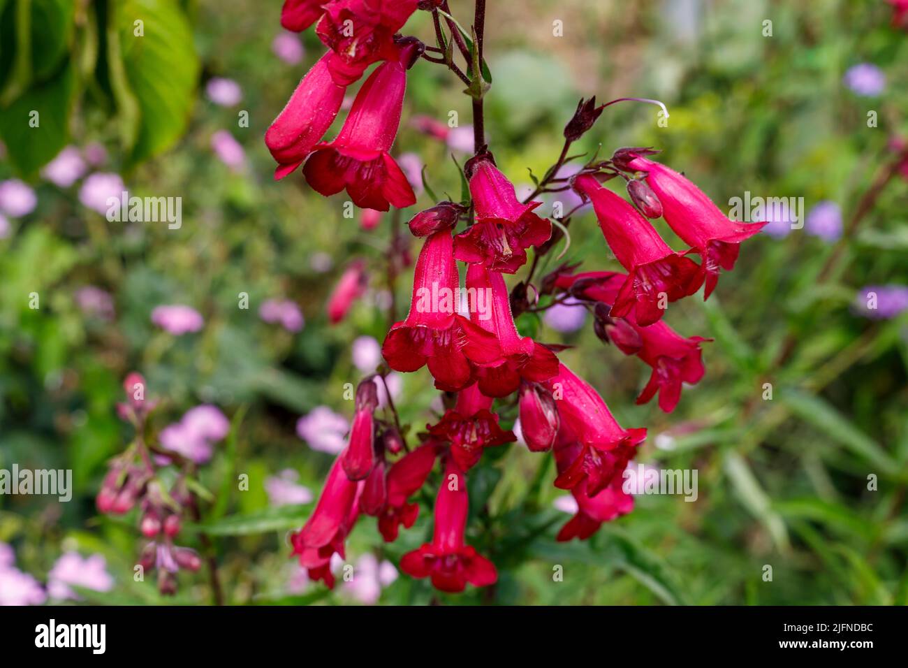 Penstemon 'Andenken an Friedrich Hahn' Sussex, Royaume-Uni Banque D'Images Penstemon 'Andenken an Friedrich Hahn' Sussex, Royaume-Uni Banque D'Images