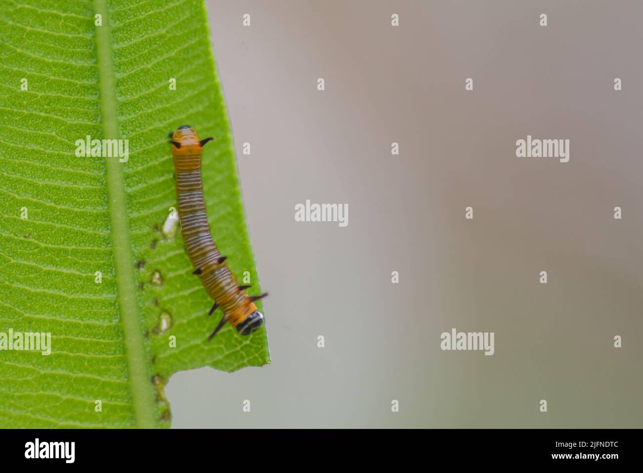 La chenille de papillon commun se nourrissant sur la feuille de plante d'oléander. Mise au point sélective utilisée. Banque D'Images