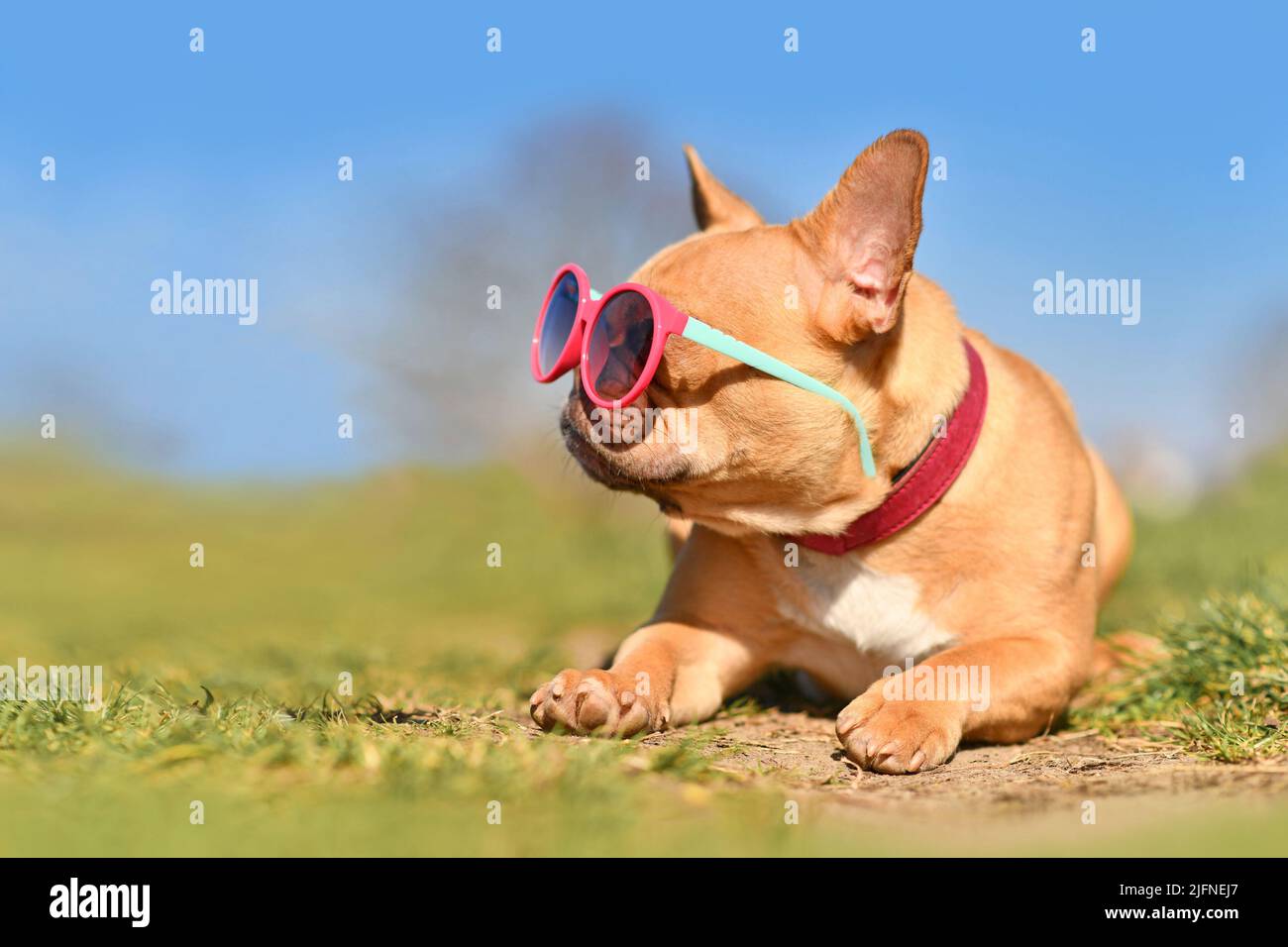 Chien Bulldog français cool portant des lunettes de soleil roses en été les jours chauds avec l'espace de copie Banque D'Images