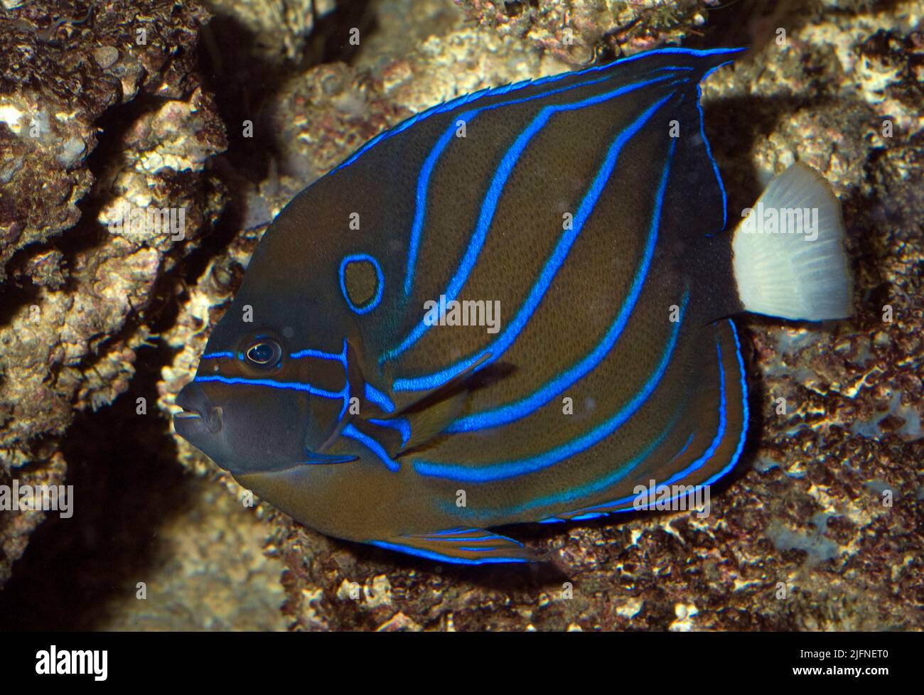 Angelfish à anneau bleu, Pomacanthus annularis. Banque D'Images