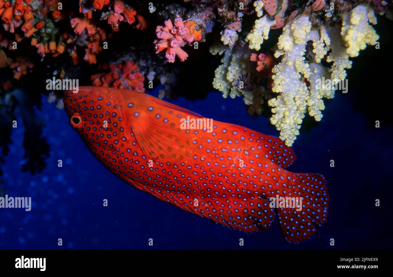 Hindu de corail (Cephalophalis miniata) de Latheef Reef, Kuredu, les Maldives. Banque D'Images