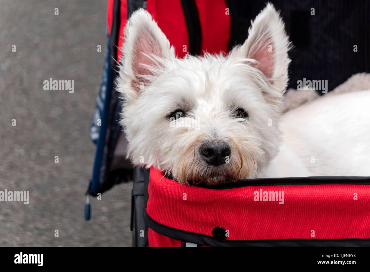 Un West Highland Terrier blanc, ou Westie, chien assis dans une poussette d'animal de compagnie pendant qu'il est dehors avec son propriétaire. La poussette est fabriquée par Pawhut Banque D'Images