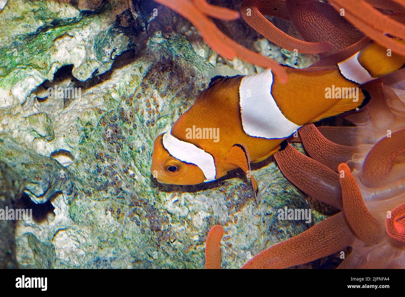 Un poisson-clowfish d'Ocellaris (Amphiprion ocellaris) protège soigneusement les oeufs d'incubation. Banque D'Images