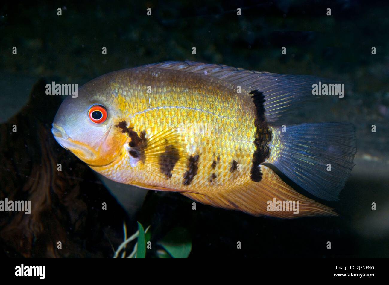 Heros severum Severum (or) - abeautiful cichild depuis le nord du bassin amazonien, en Amérique du Sud. Banque D'Images