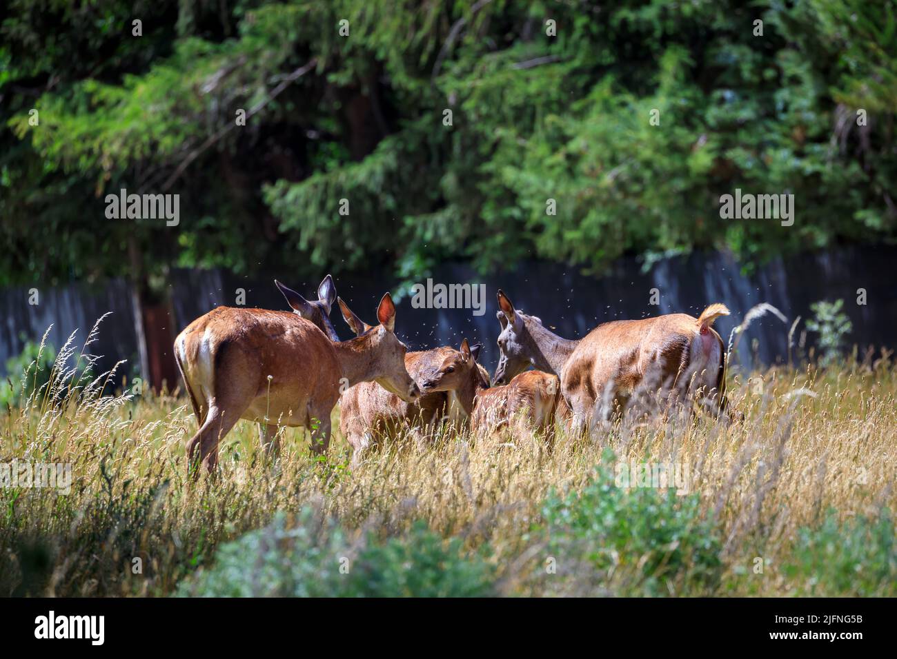 Groupe de does avec des petits dans la forêt. Ces animaux broutent l'herbe dans la forêt toujours être à l'affût des prédateurs. Banque D'Images
